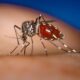 Sesapi confirma 1ª morte por chikungunya no Piauí em 2024