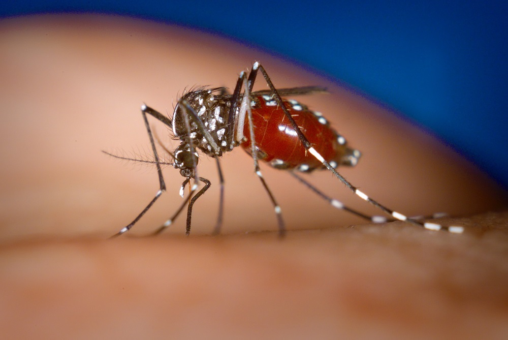 Sesapi confirma 1ª morte por chikungunya no Piauí em 2024