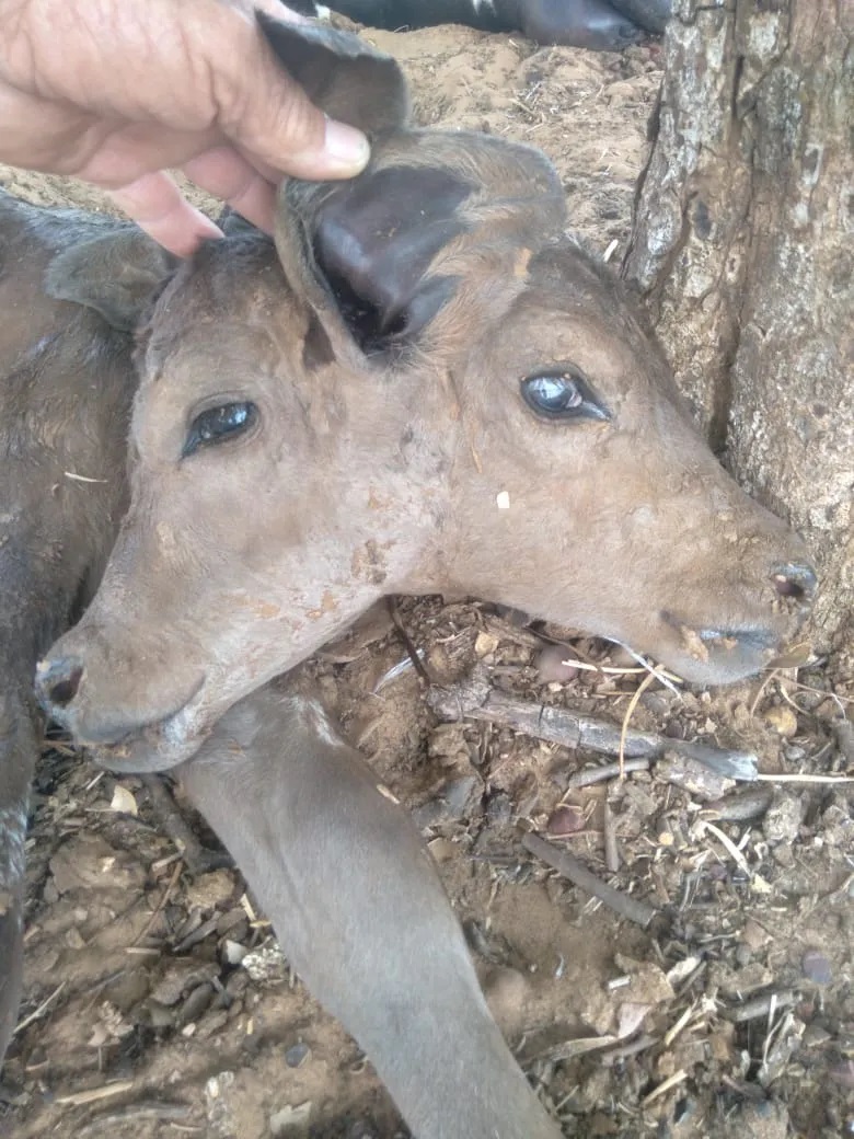 Bezerra nasce com duas cabeças em propriedade rural no interior do Piauí